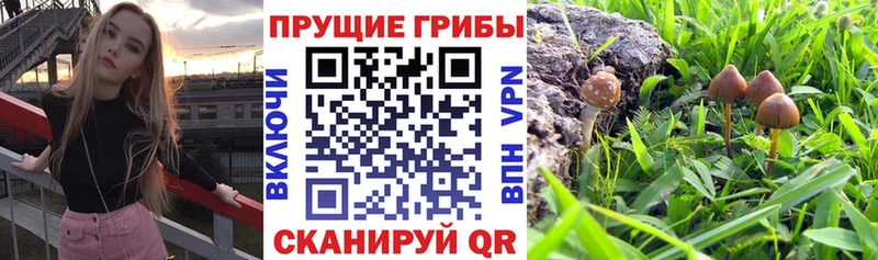Галлюциногенные грибы MAGIC MUSHROOMS  Купить закладки  Донецк 